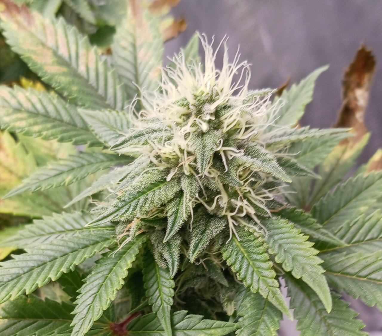 Viparspectra Grow 26 March 2023 Blueberry bud.jpg