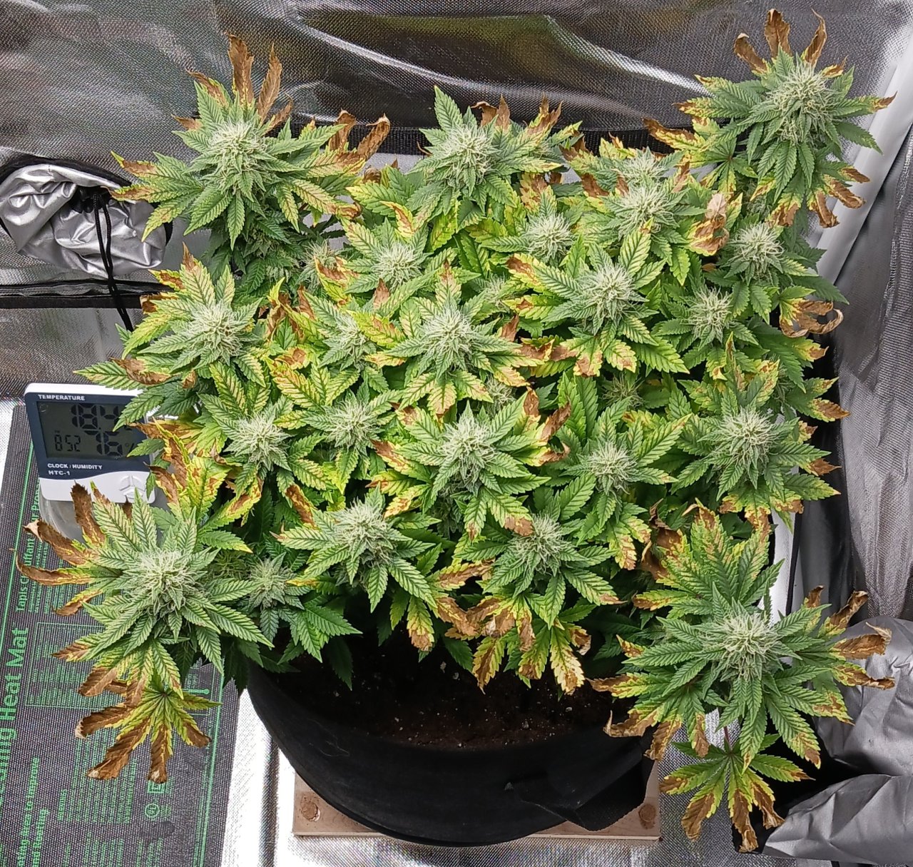 Viparspectra Grow 26 March 2023 Blueberry.jpg