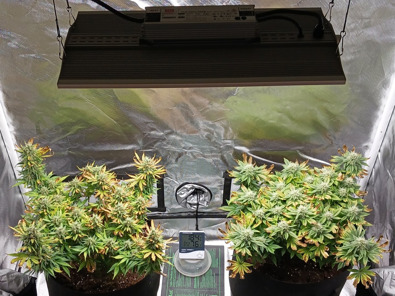 Viparspectra Grow 26 March 2023.jpg