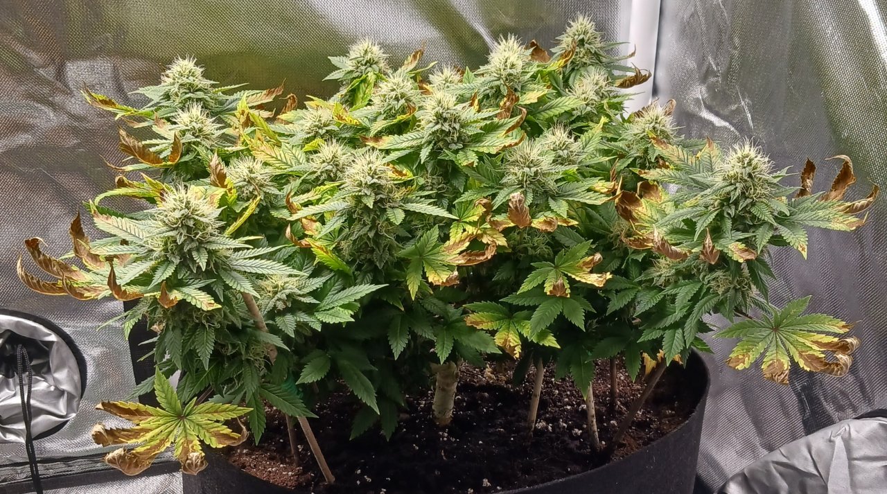Viparspectra Grow 27 March 2023 Blueberry 1.jpg