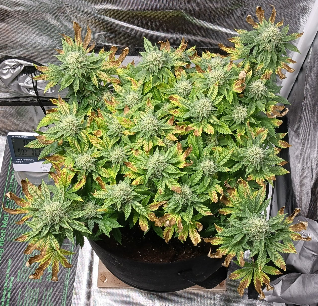 Viparspectra Grow 27 March 2023 Blueberry.jpg