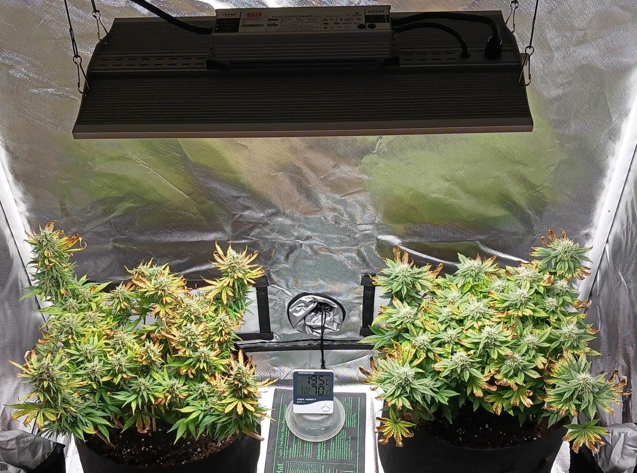 Viparspectra Grow 27 March 2023.jpg