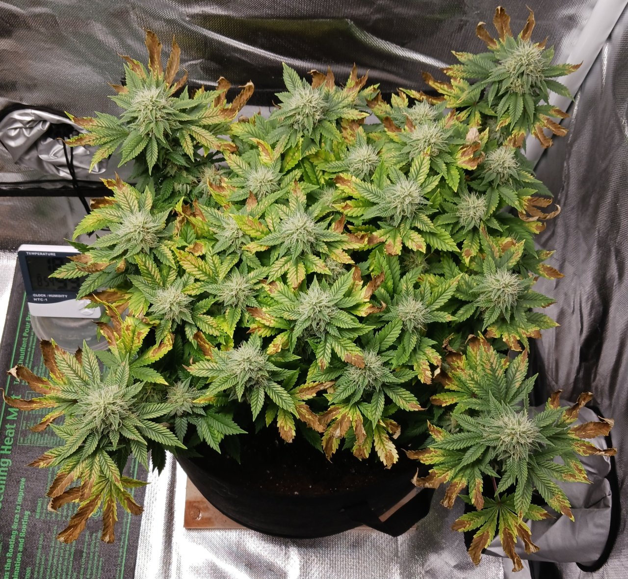 Viparspectra Grow 28 March 2023 Blueberry.jpg
