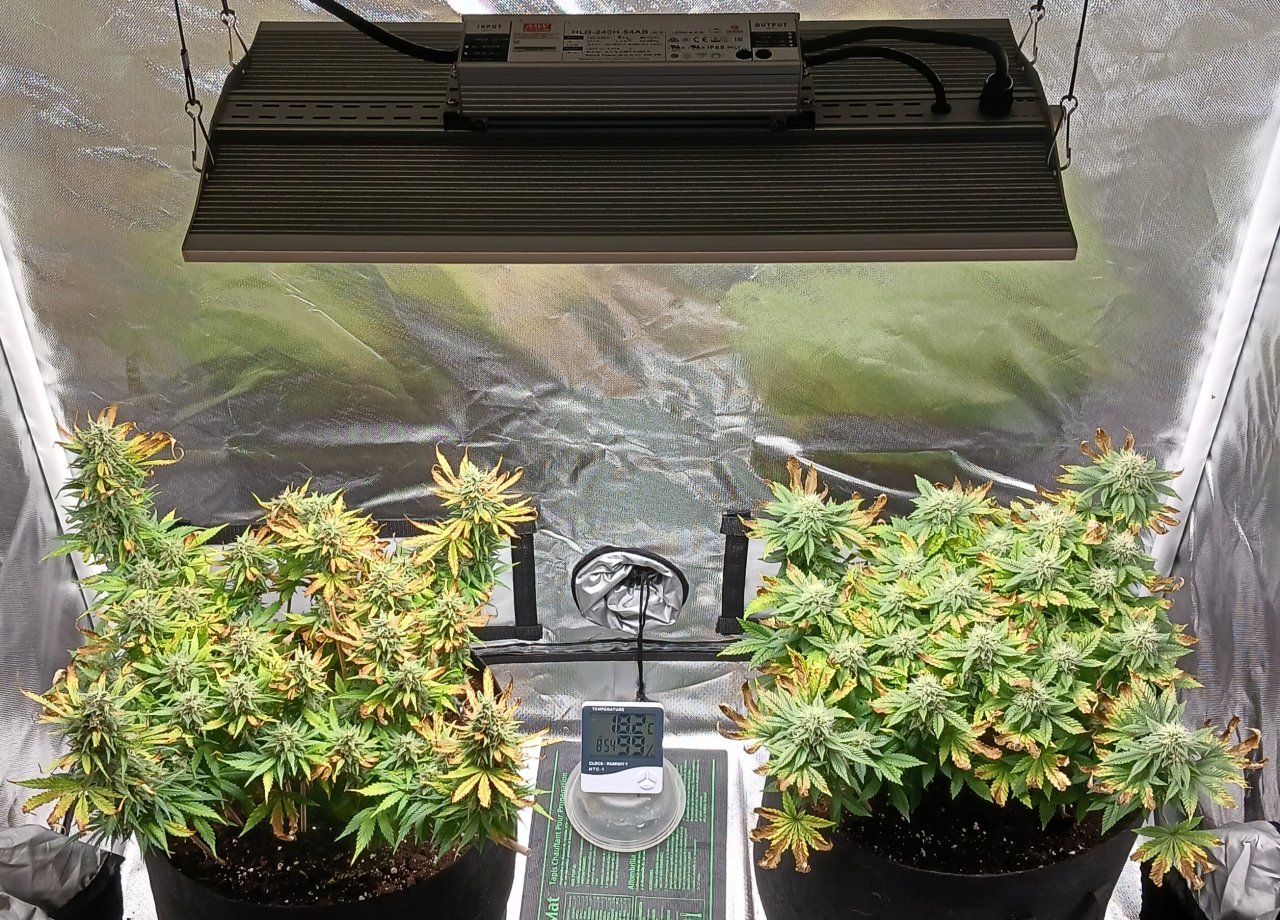 Viparspectra Grow 28 March 2023.jpg