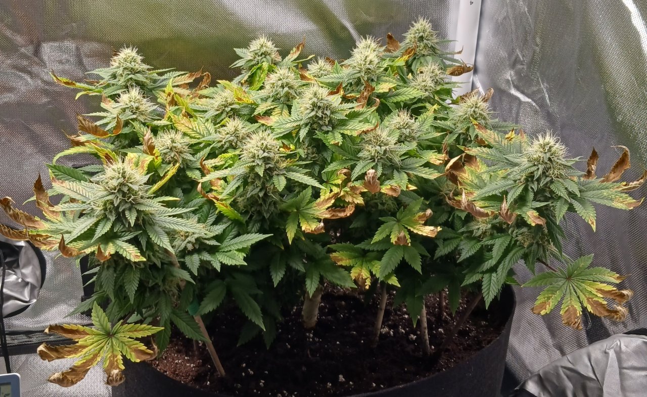 Viparspectra Grow 29 March 2023 Blueberry 1.jpg