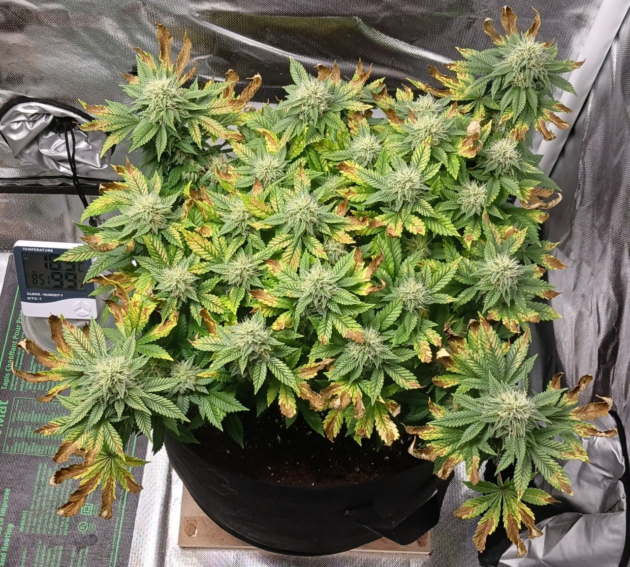 Viparspectra Grow 29 March 2023 Blueberry.jpg