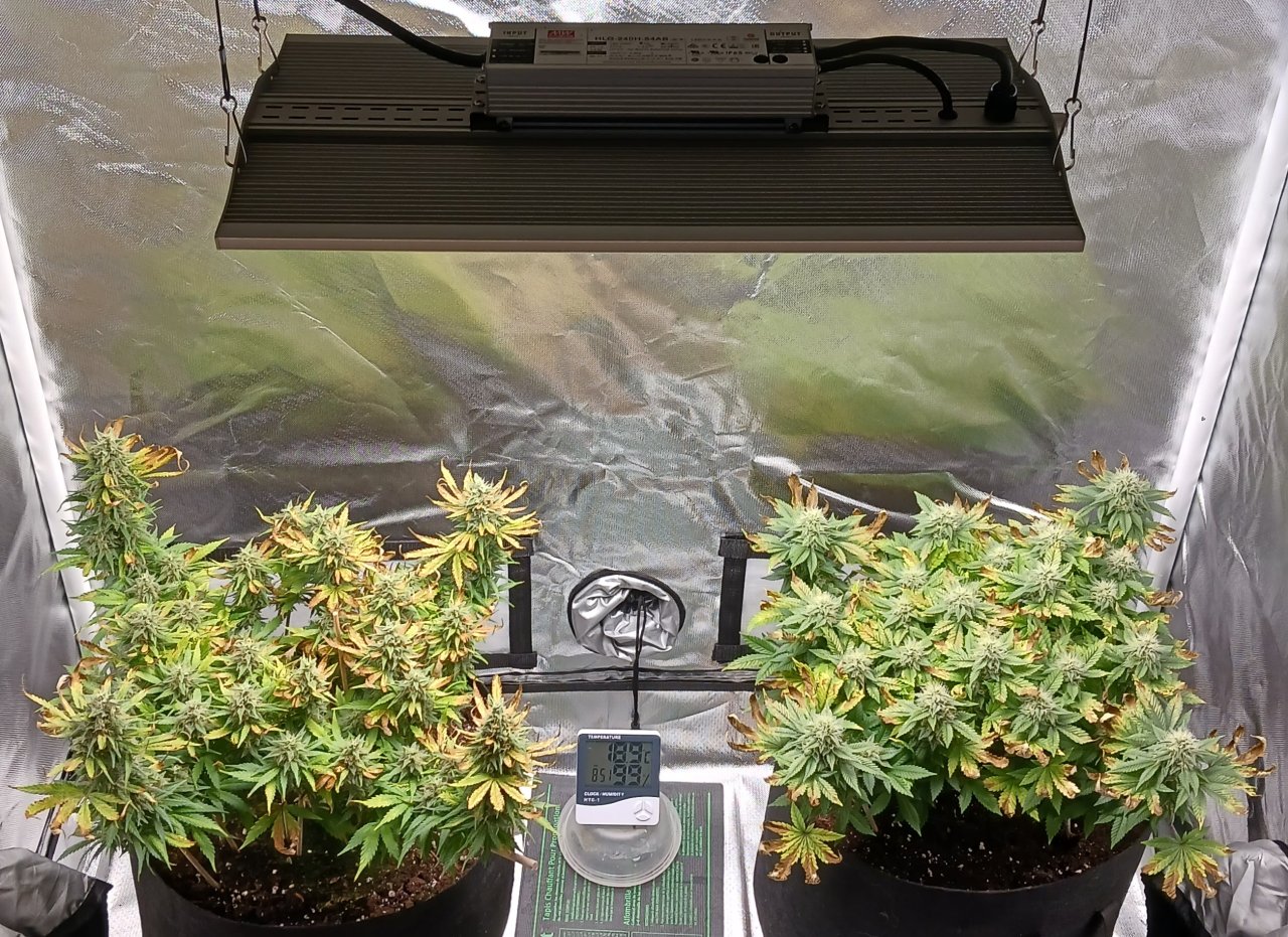 Viparspectra Grow 29 March 2023.jpg