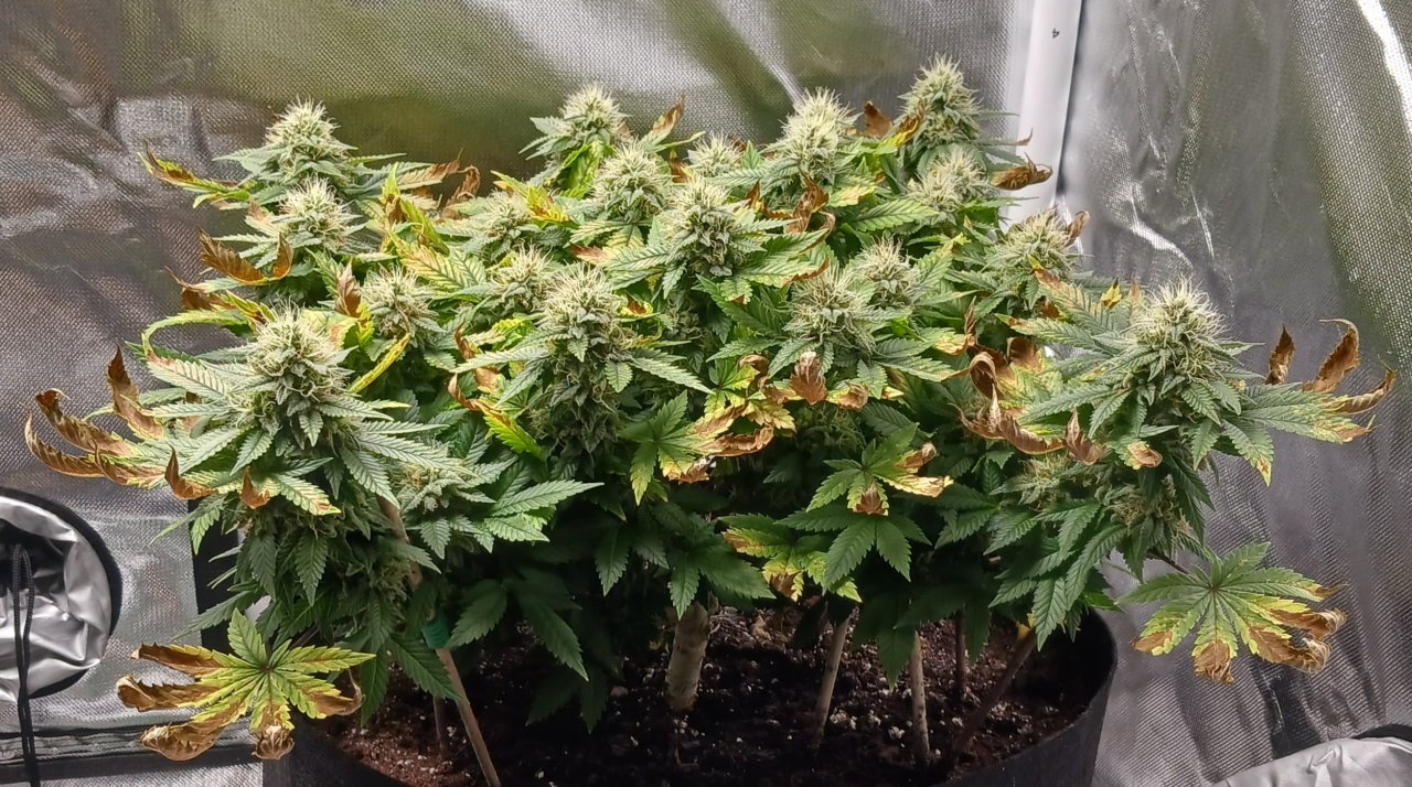 Viparspectra Grow 30 March 2023 Blueberry 1.jpg