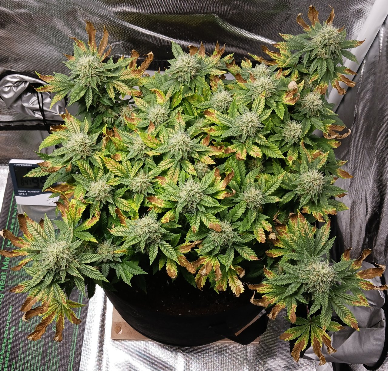 Viparspectra Grow 30 March 2023 Blueberry.jpg