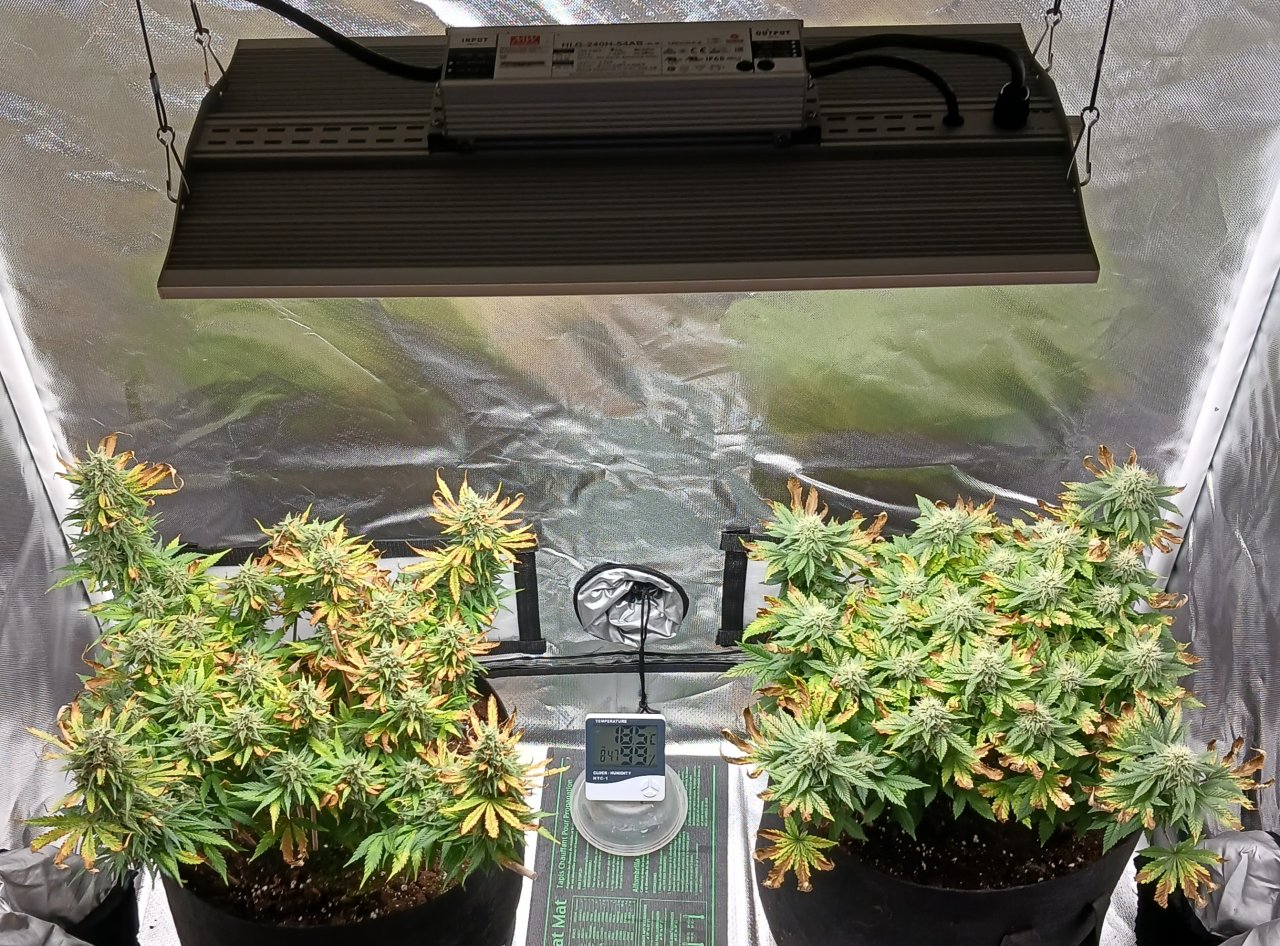 Viparspectra Grow 30 March 2023.jpg