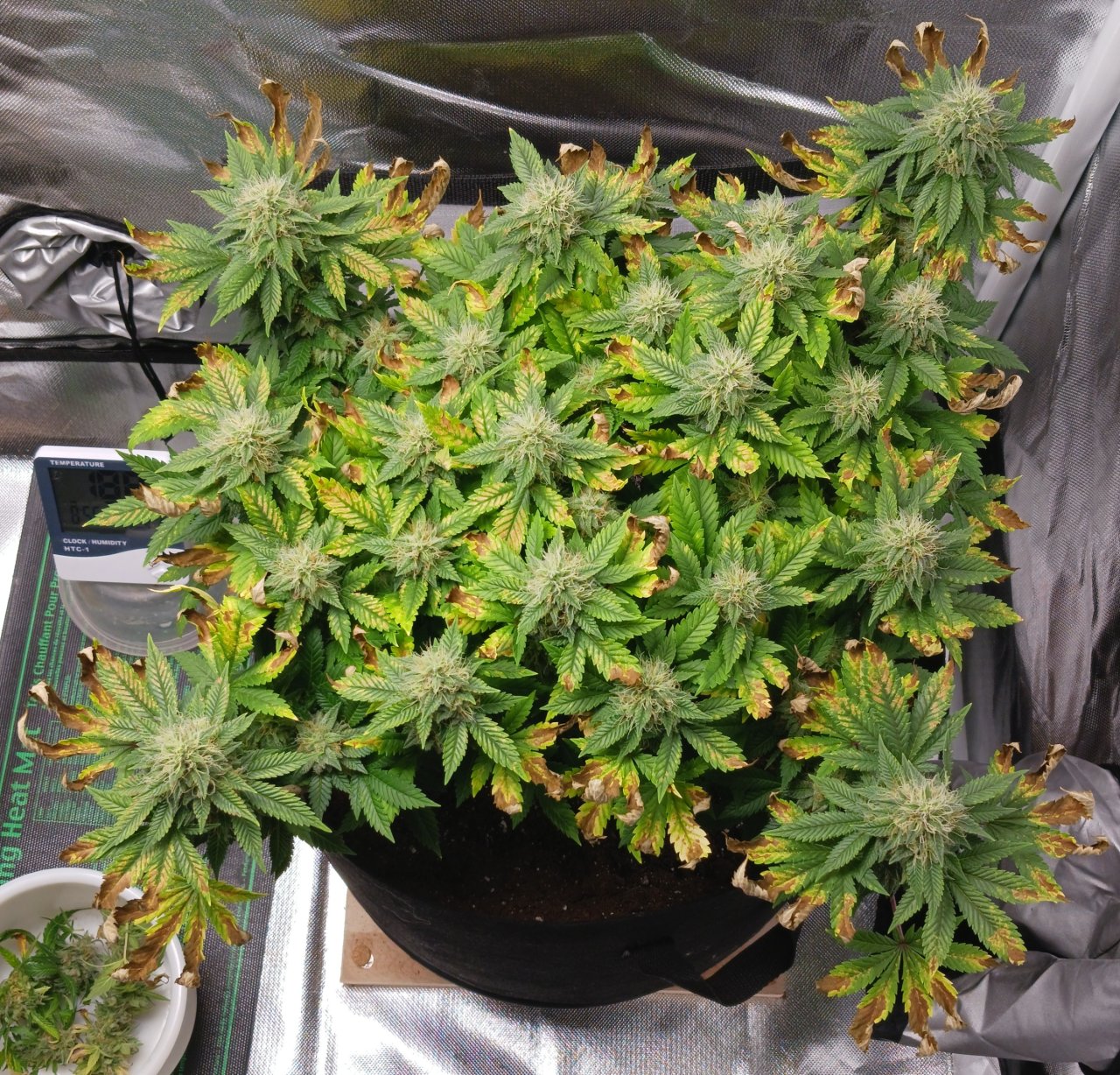 Viparspectra Grow 31 March 2023 Blueberry.jpg
