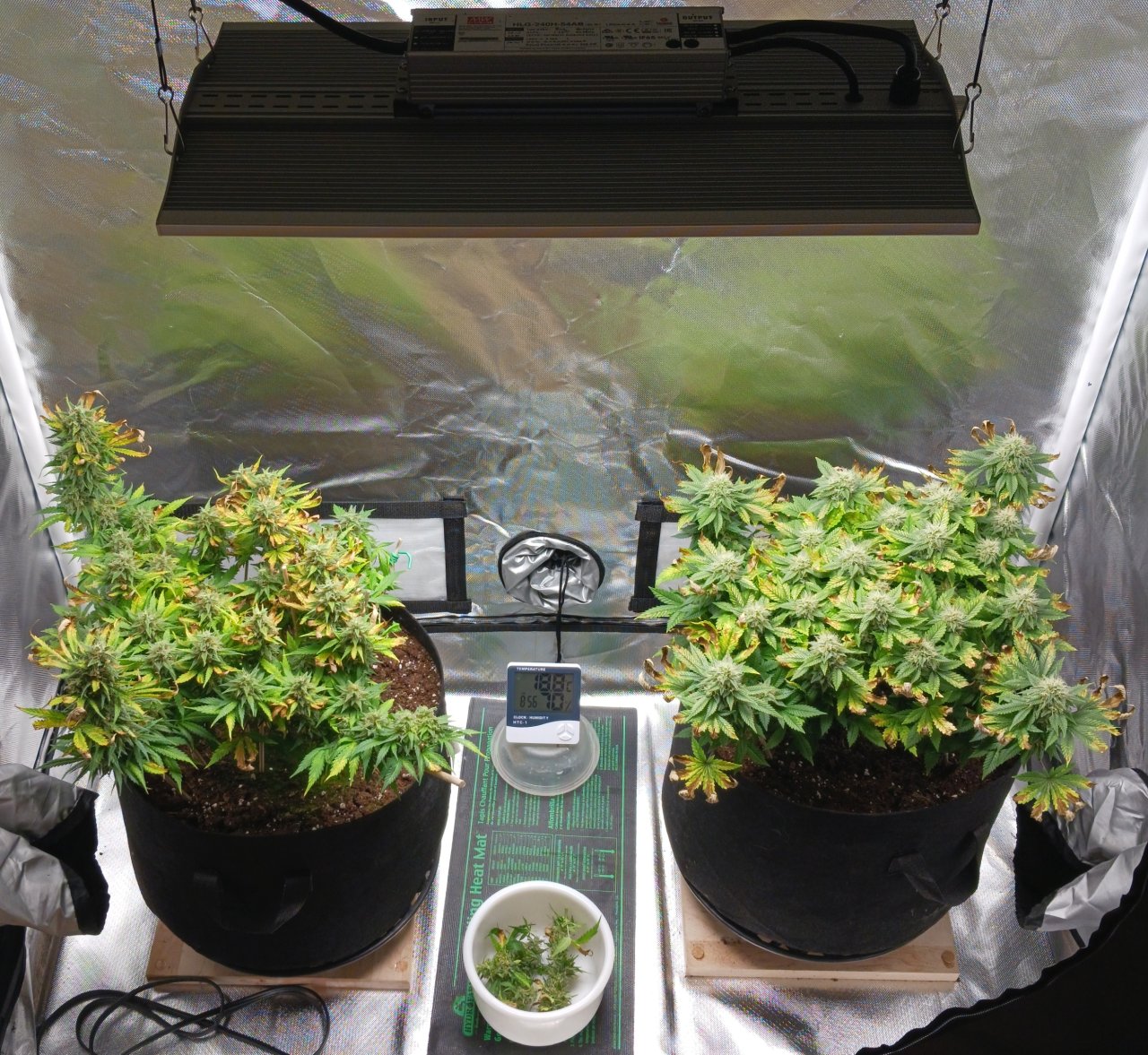 Viparspectra Grow 31 March 2023.jpg