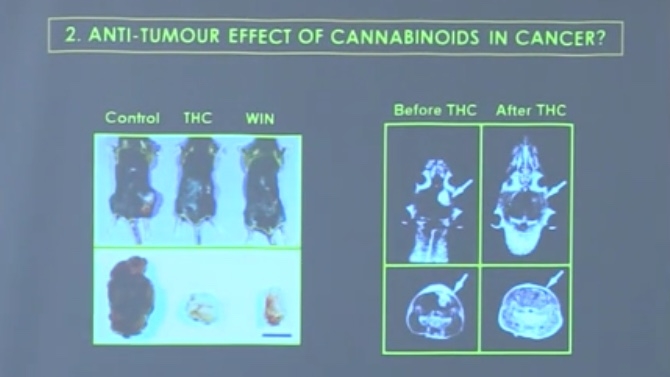 Visual evidence of successful cannabinoid treatment of Glioblastoma in rats and mice