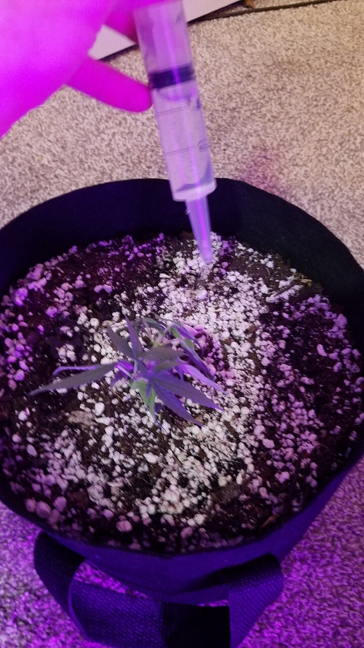 Wasnt responding well to LST