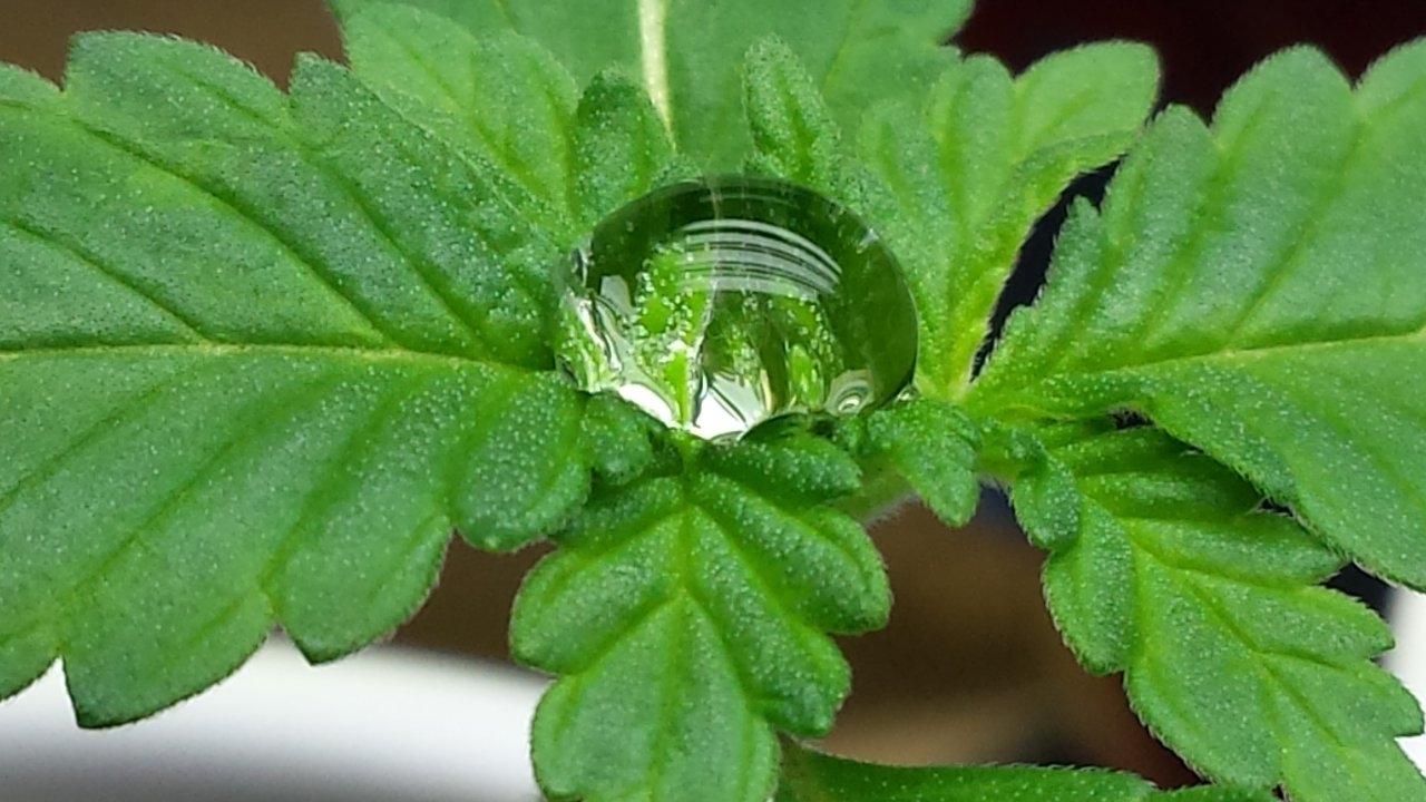 Water droplet on seedling.