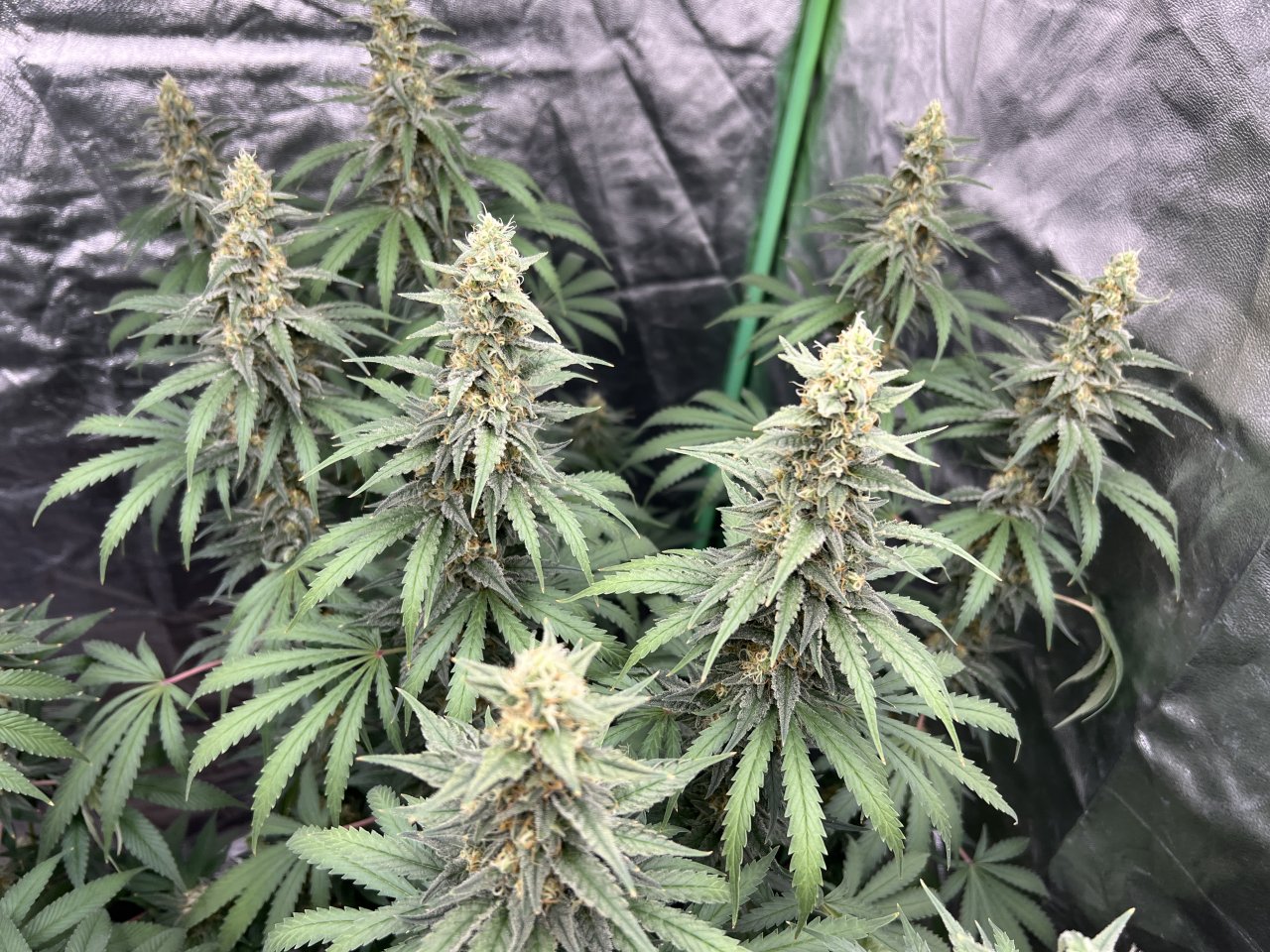 Watermelon canopy 76 and day 38 of flower