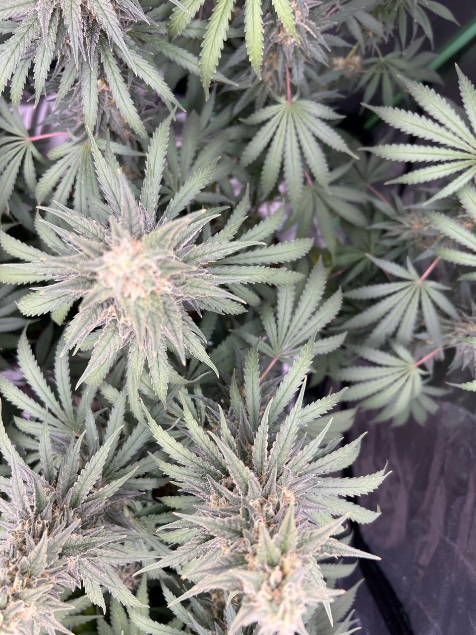 Watermelon canopy Day 78 and day 40 of flower