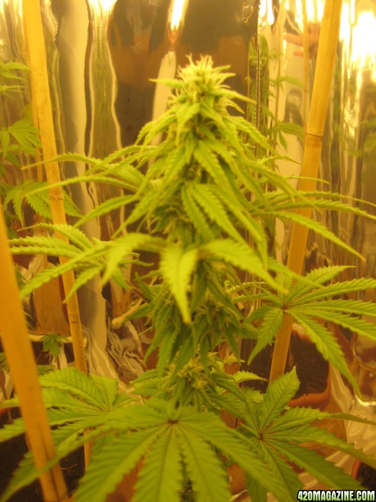 weedplant2