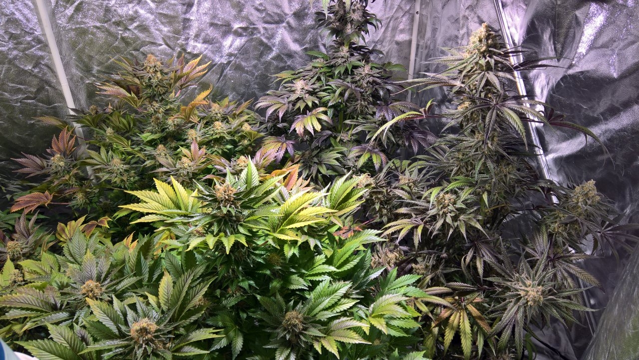 Week 10 tent shot right of colours