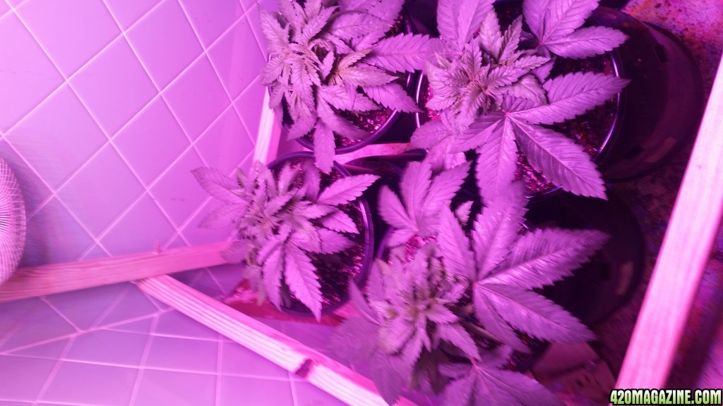 week 6 from seed.