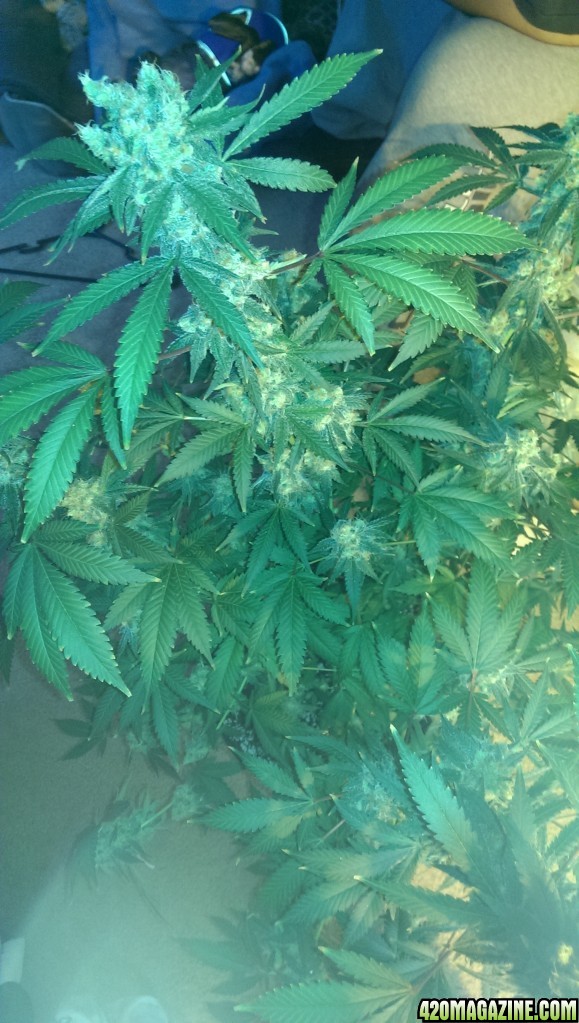 week 8 day 56 harvest day