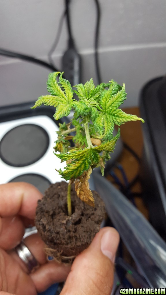weird plant disease