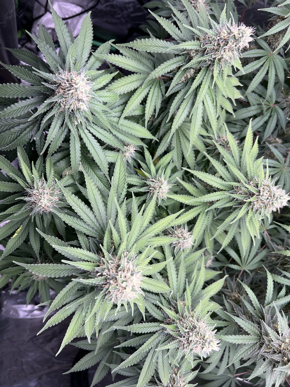 WG Canopy 76 and day 38 of flower