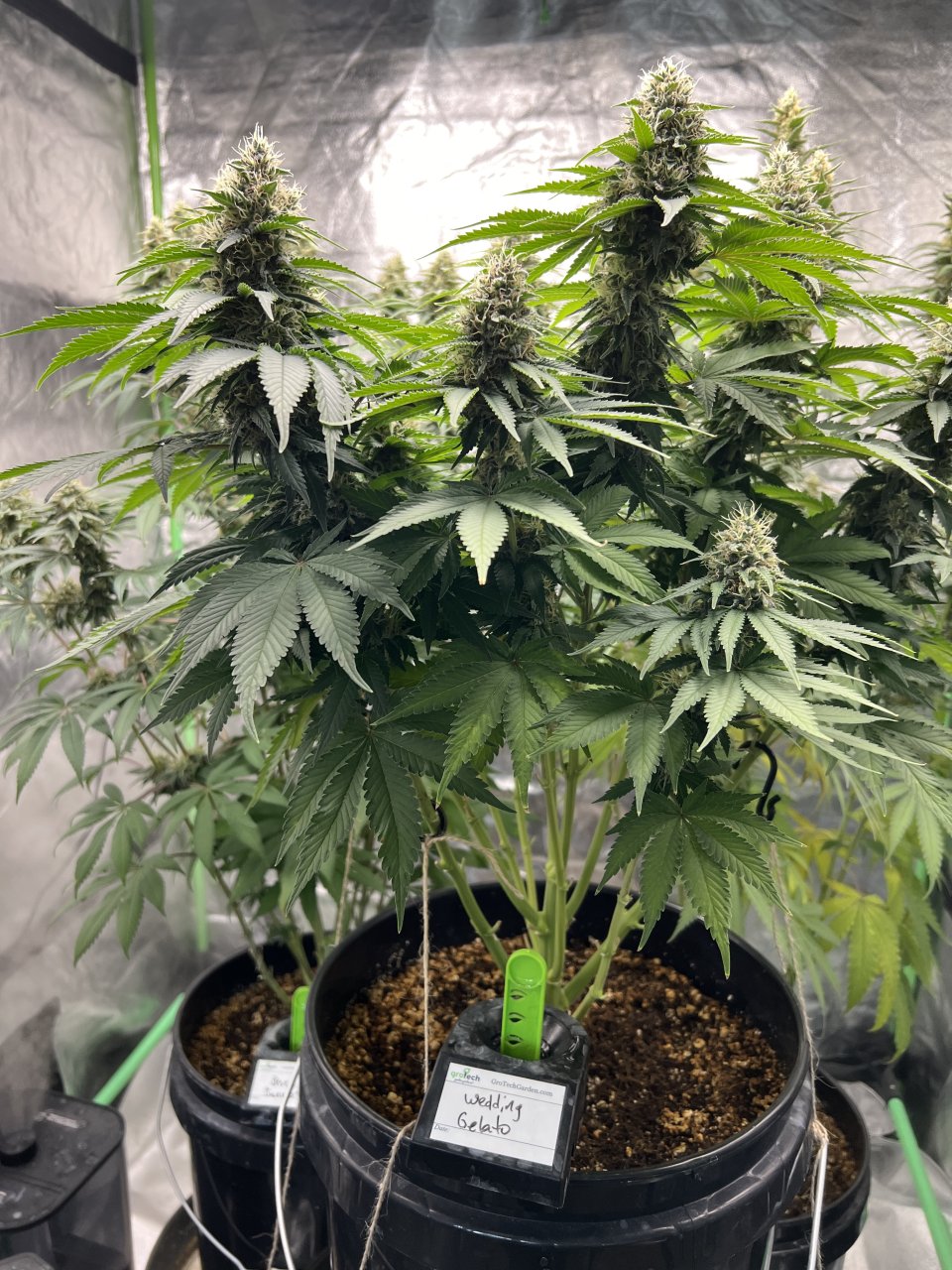 WG Day 75 and day 37 of flower