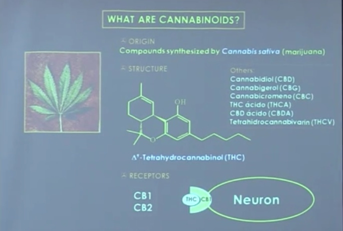 What are cannabinoids?