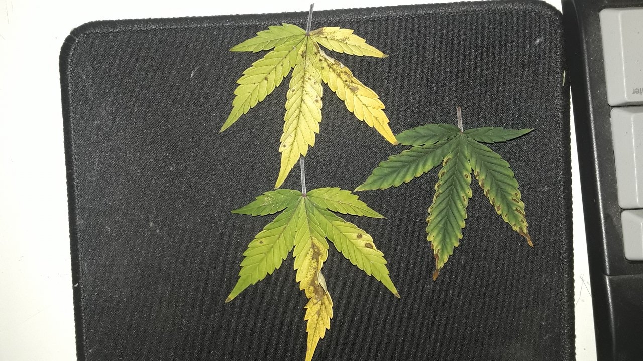 what deficiency