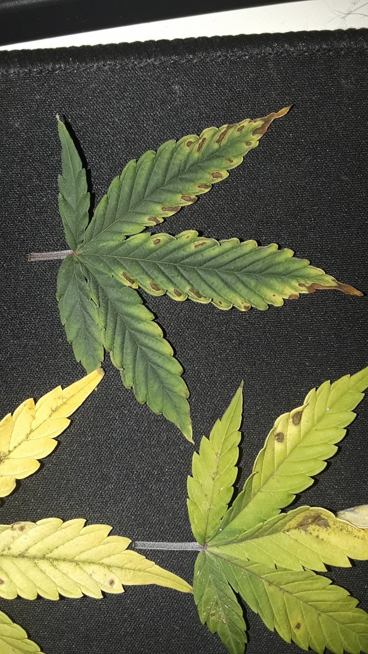 what deficiency