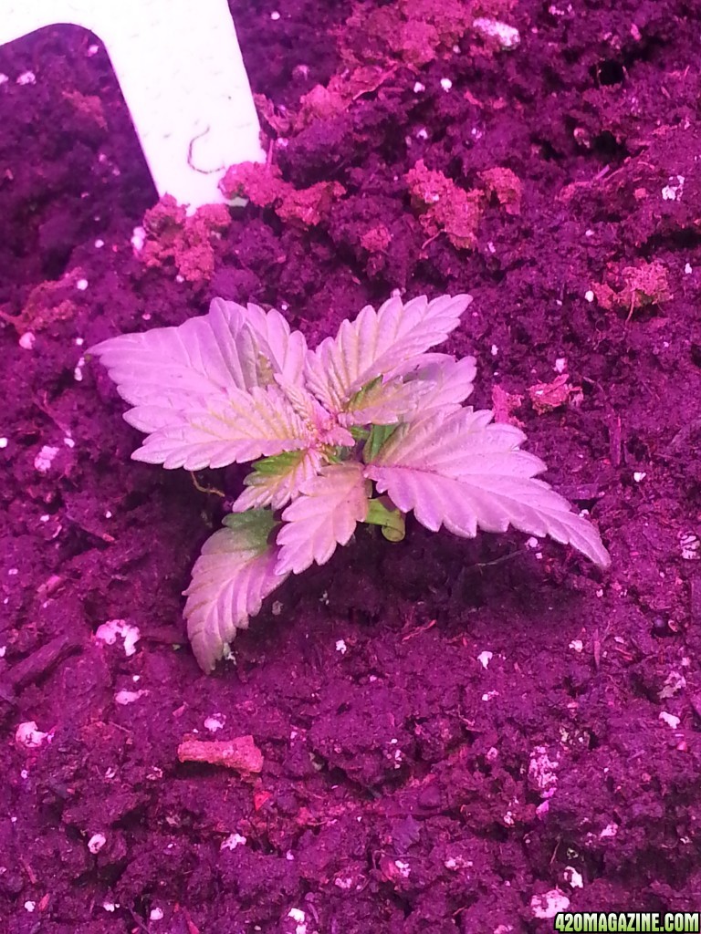 WHITE COOKIES - day 24