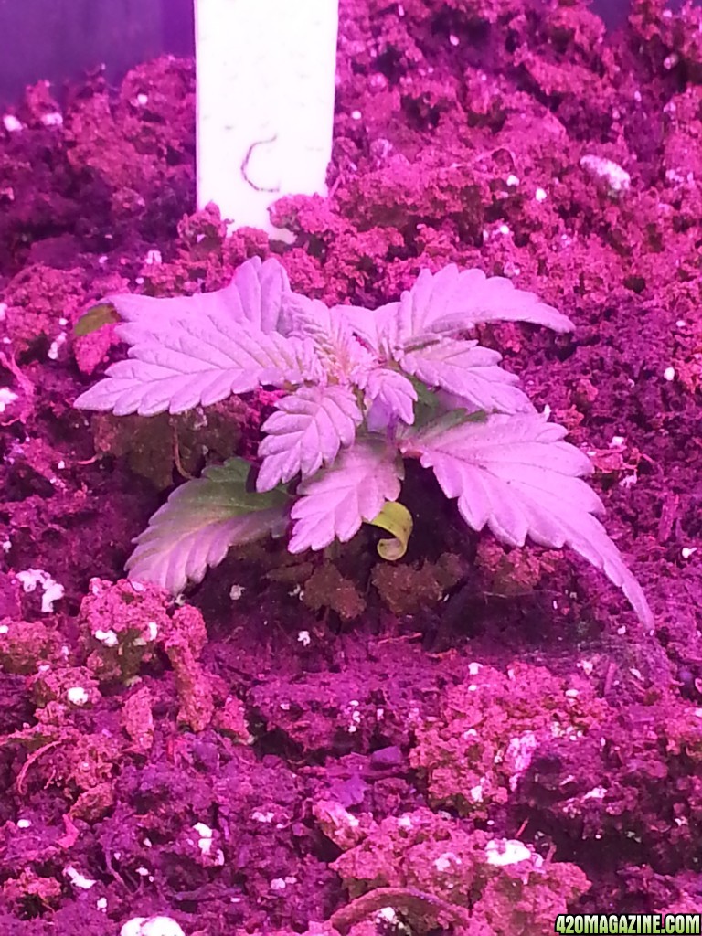 WHITE COOKIES - day 26