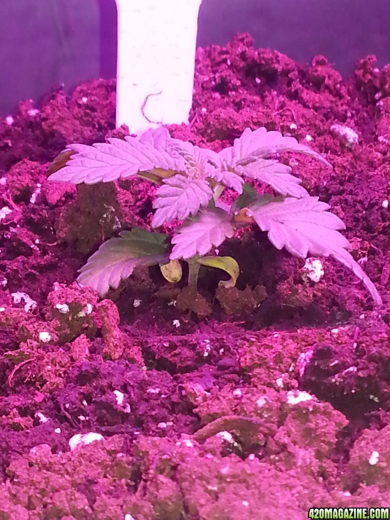 WHITE COOKIES - day 26