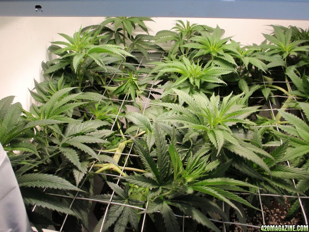 White Fire, first day of flowering 10/10/11