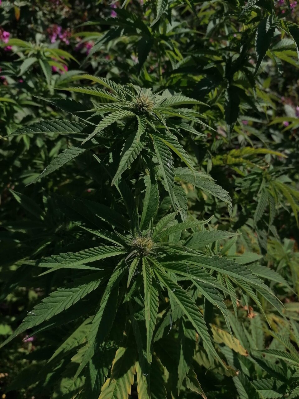 White og (seedsman) UK outdoor (Photo of the month)
