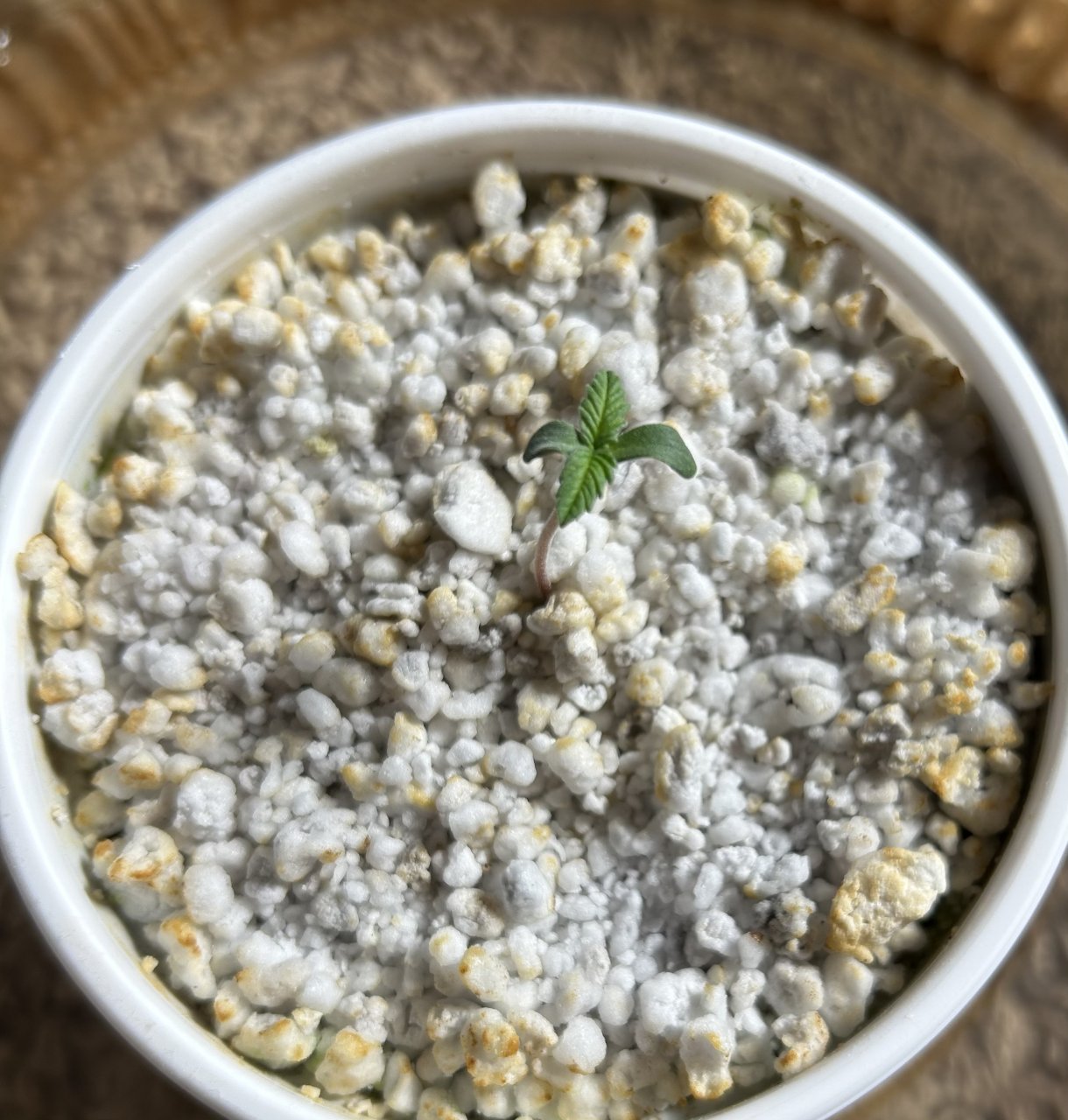White Rhino seedling