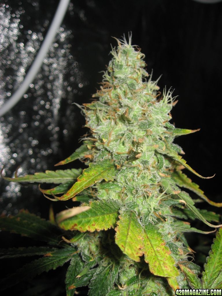 White Russian, 51 days into flowering