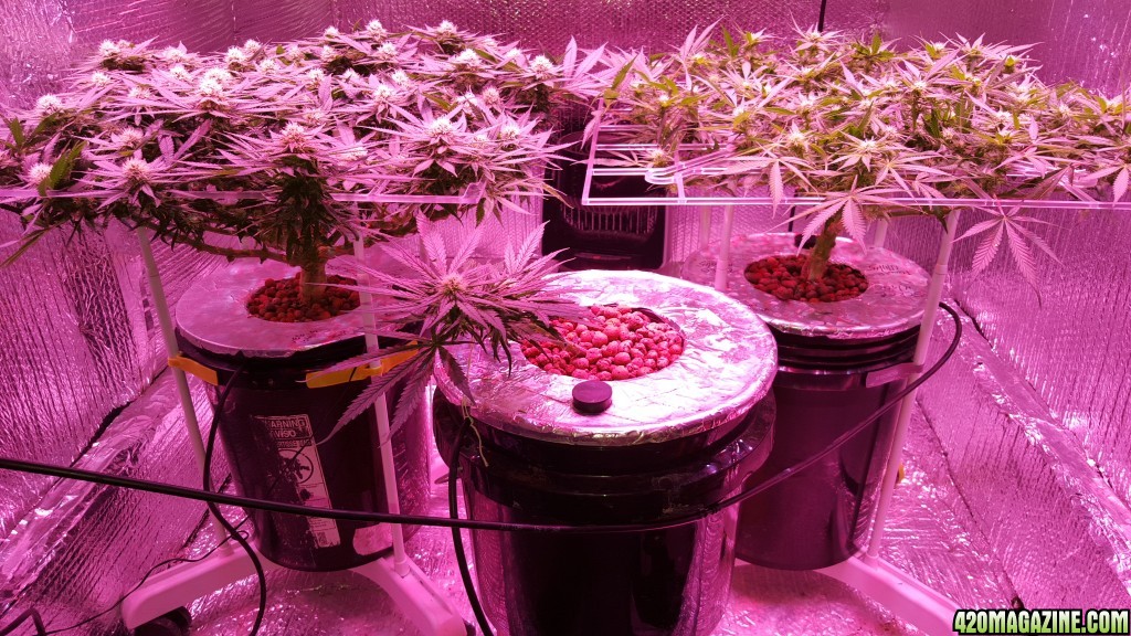 White Widow 1 and White Widow 2 in portable ScrOGs wk 3F