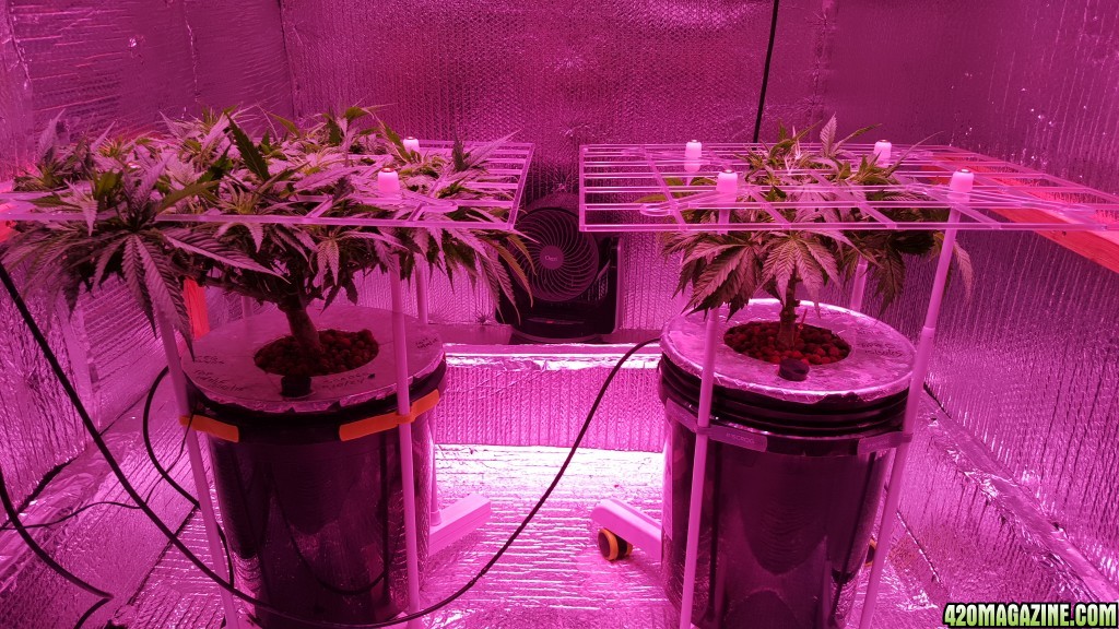 White Widow 1 and White Widow 2 in portable ScrOGs