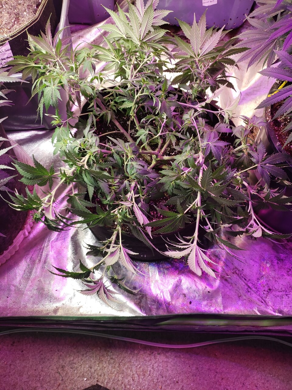 White Widow #2 after training