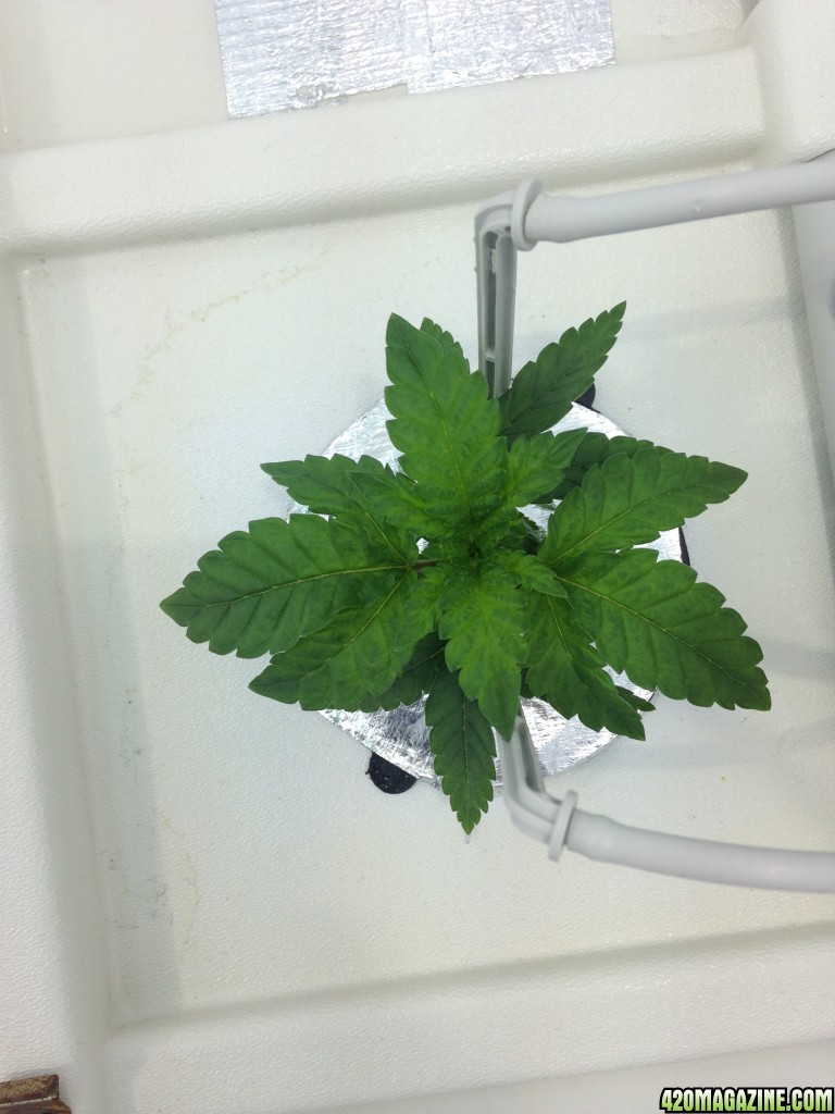 White Widow - 2 Plants in Producer Grow Box