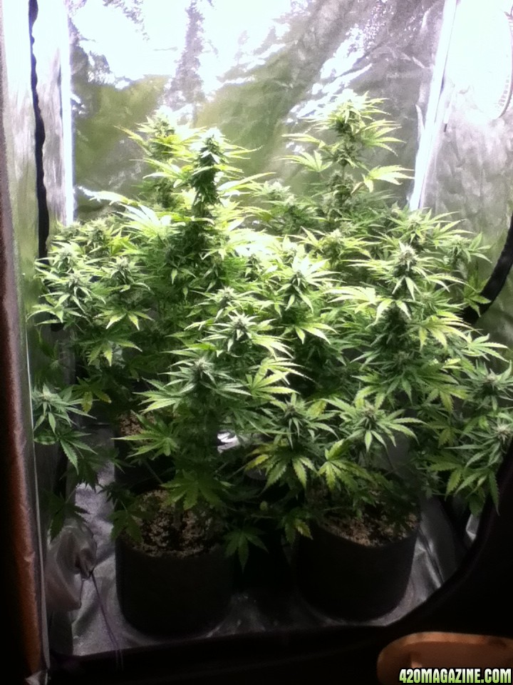 White Widow Auto Grow At 49 days From Seed