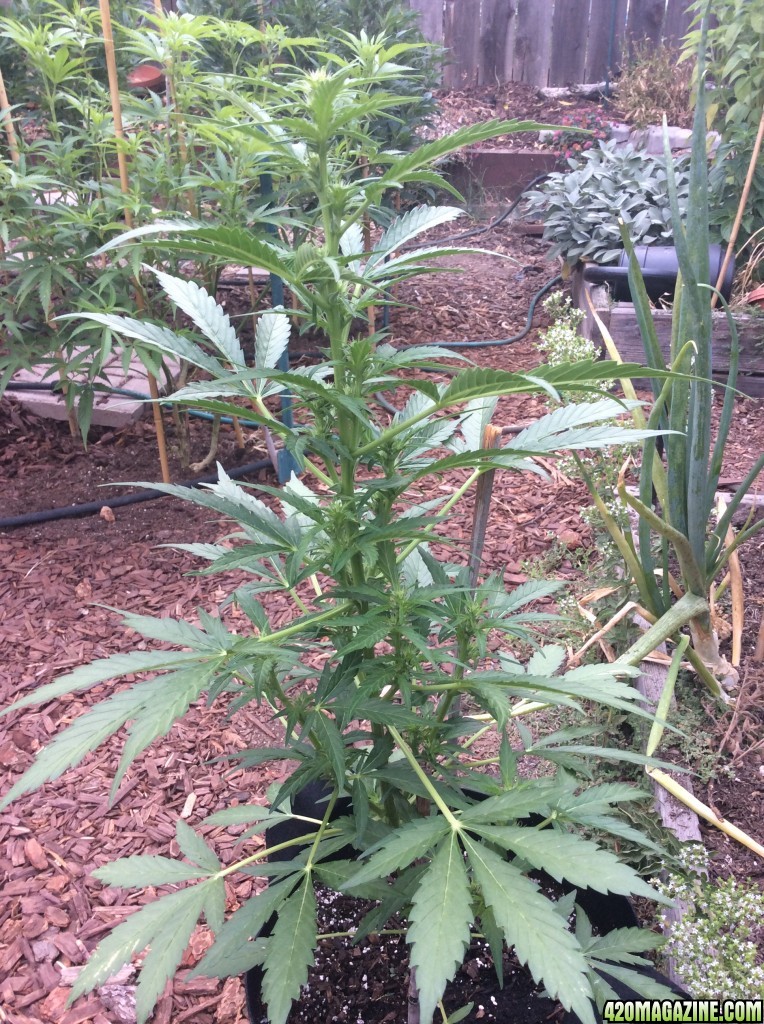 White widow autos outdoor day 60 and 45