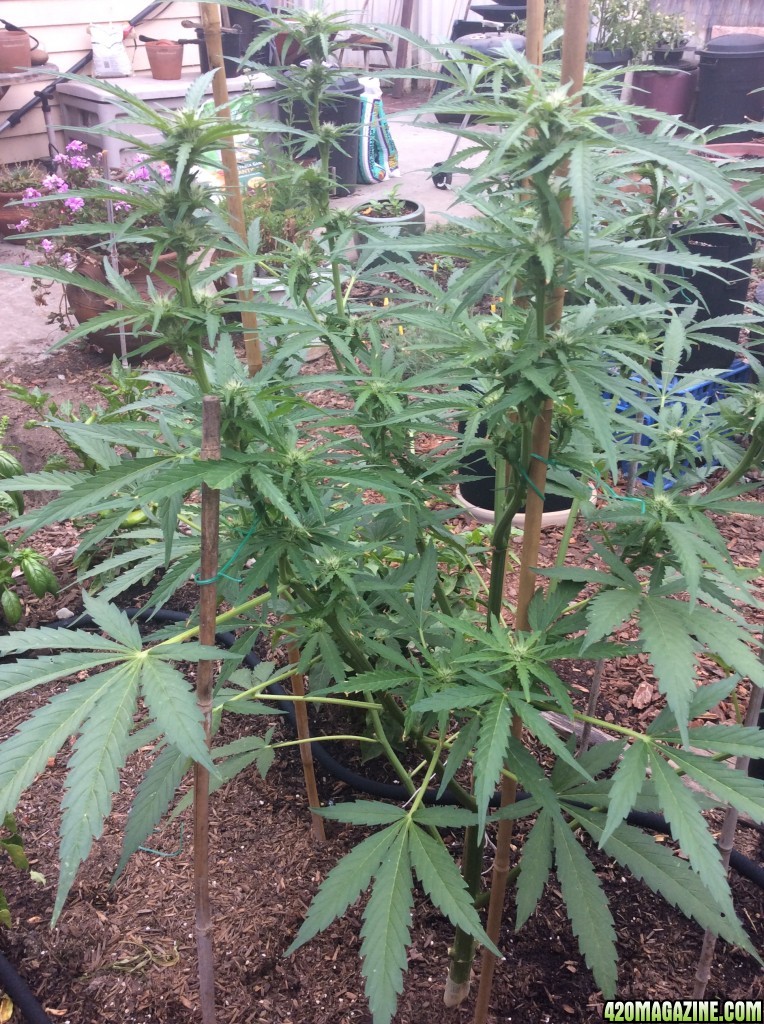 White widow autos outdoor day 60 and 45