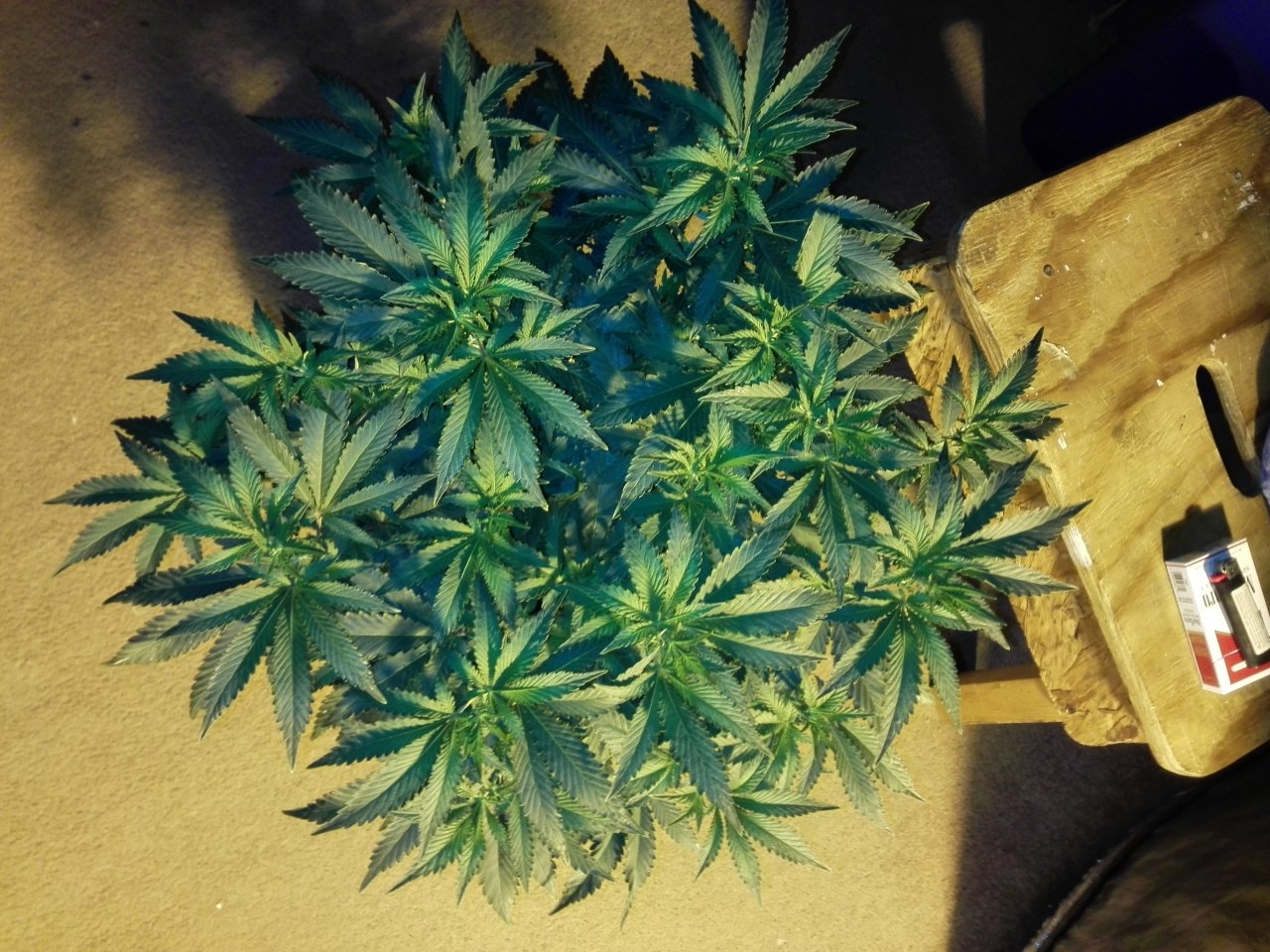 White Widow getting ready for 12/12