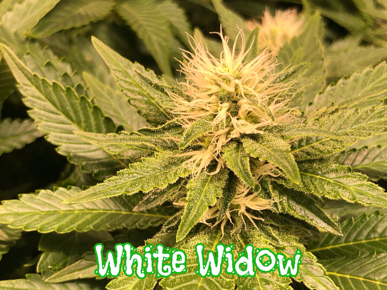 White widow.jpeg