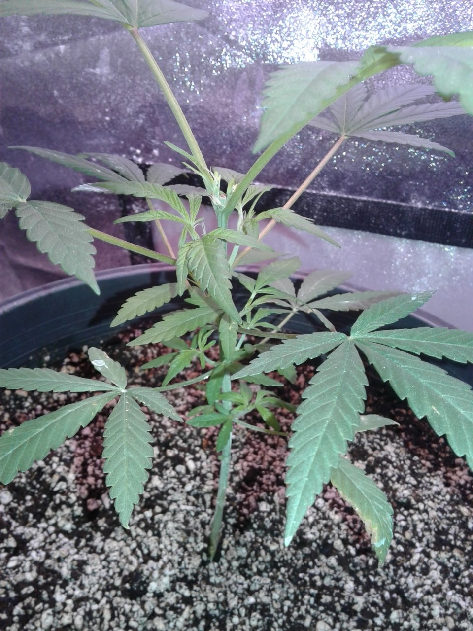 Whoberry Haze #1 , growing fast