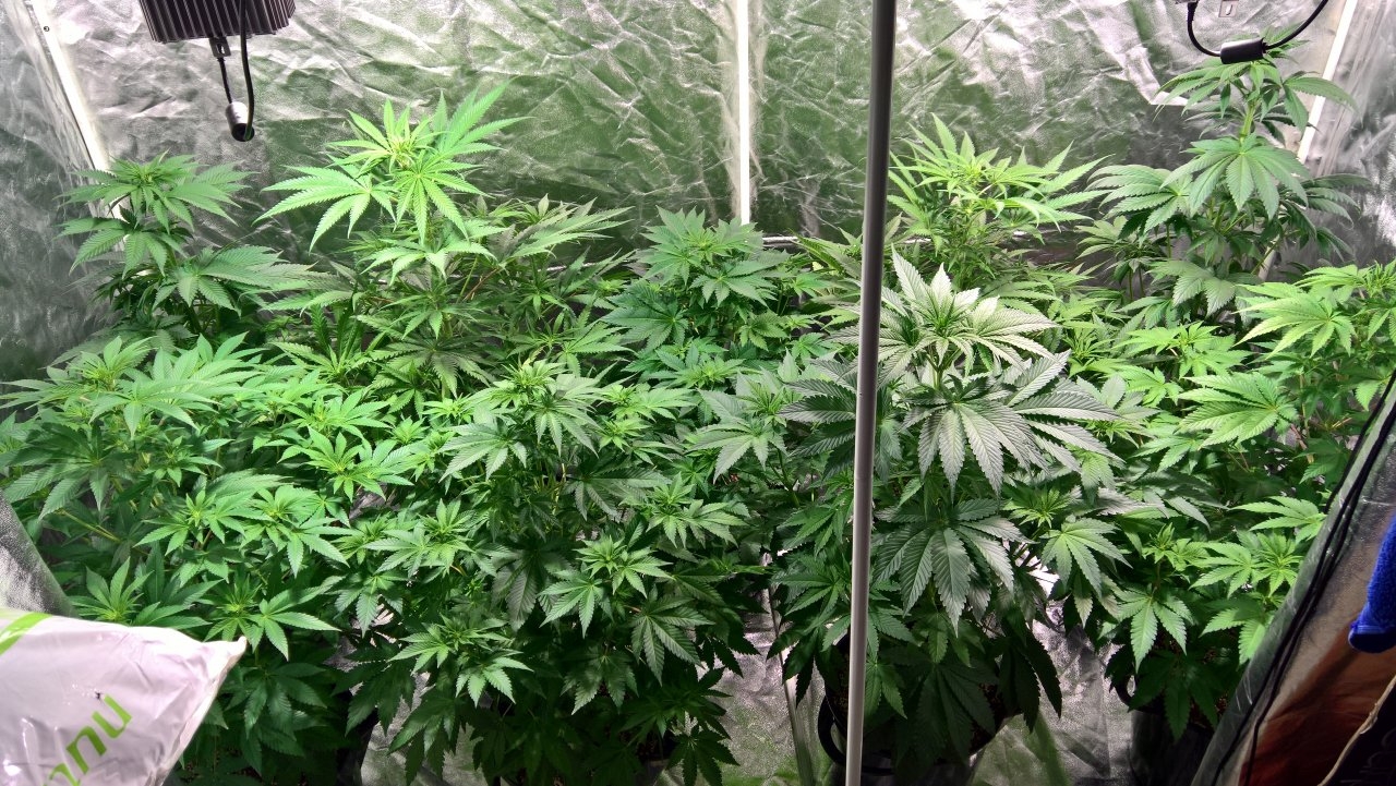 Whole of tent shot- mixed coco grow