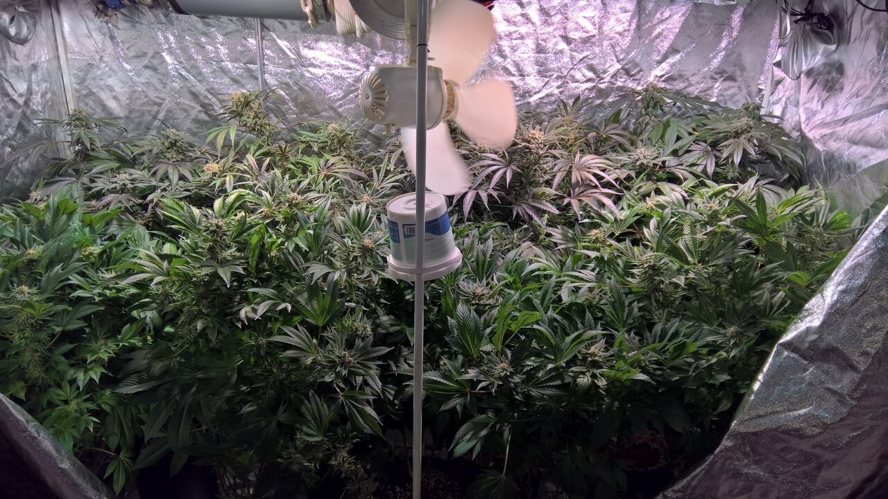 Whole Tent  Week 8 Day 3